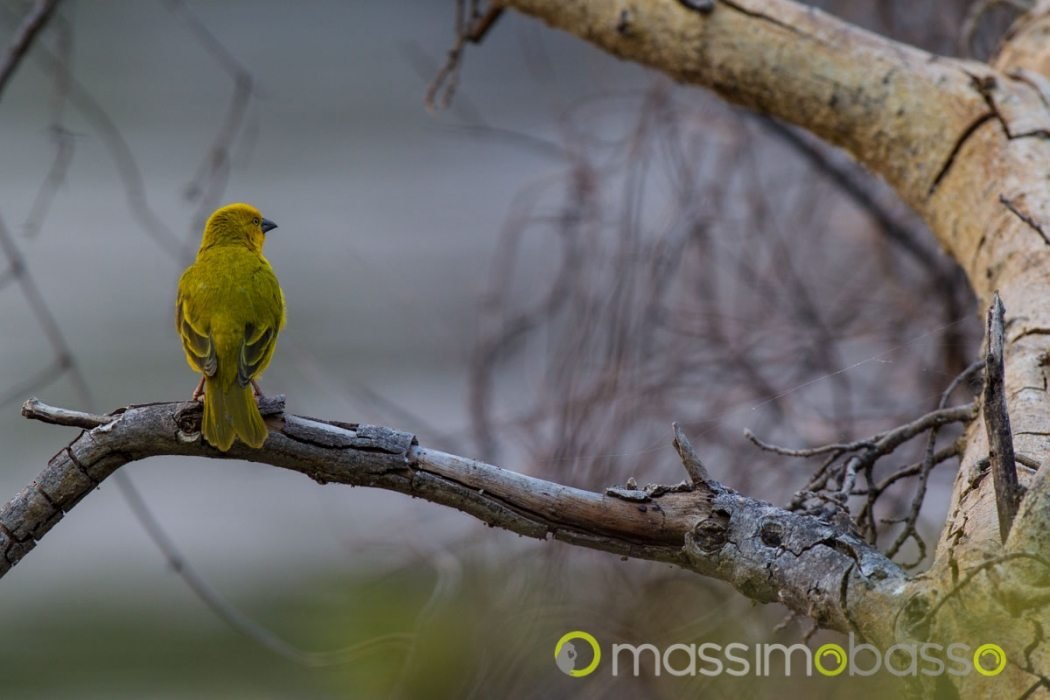 massimo-basso-massimobasso-com-affascinante-lodge-a-maun-3-di-3 campeggio a maun botswana