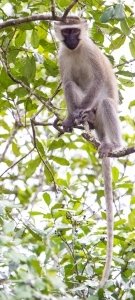 Cercopiteco Verde (Chlorocebus pygerythrus) Vervet Monkey primati in uganda