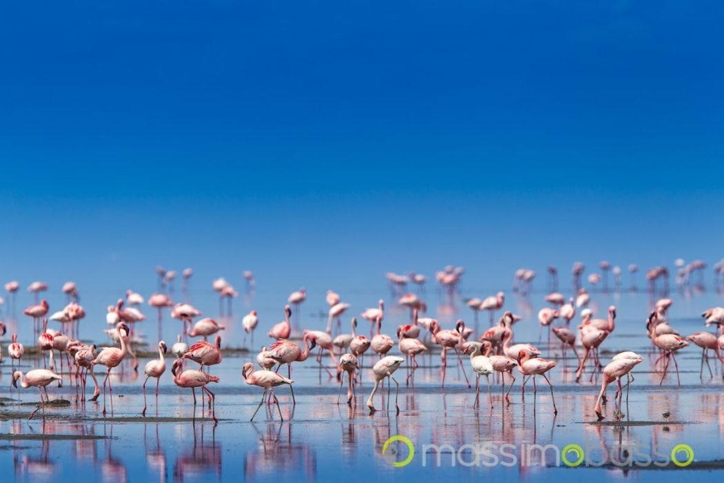 massimo-basso-massimobasso-com-1-di-7 fenicotteri minori a lake natron