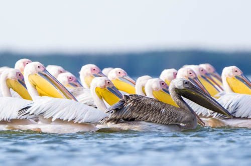 Massimo Basso - fotup.com - 99wild.com (21 di 28) pelecanus onocrotalus