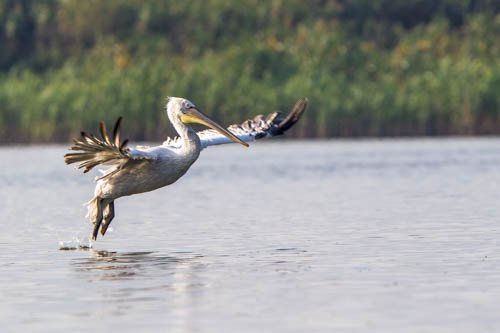 Massimo Basso - fotup.com - 99wild.com (5 di 28) Pelecanus onocrotalus