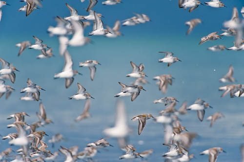calidris mauri massimobasso.com Gambecchio dell