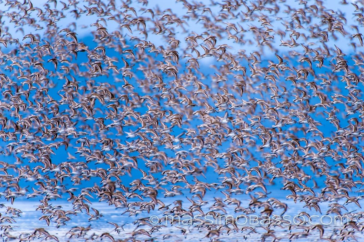 calidris mauri massimobasso.com Gambecchio dell