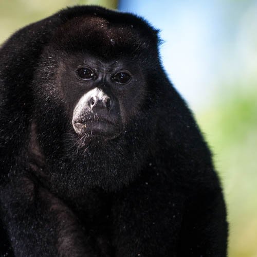 massimobasso.com (1 di 1)-3 alouatta