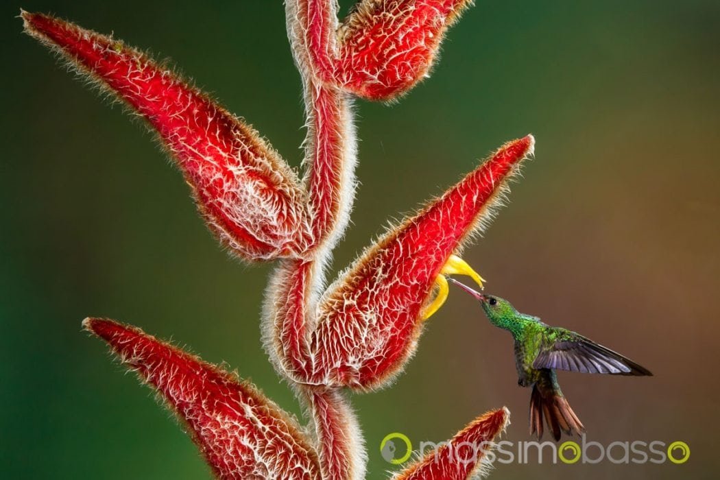 colibri costa rica flash fotografia naturalistica